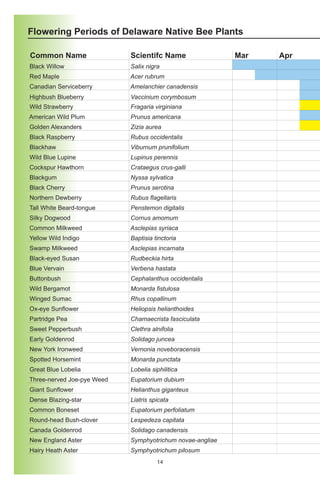 Flowering Periods of Delaware Native Bee Plants

Common Name                 Scientifc Name                 Mar   Apr
Black Willow                Salix nigra
Red Maple                   Acer rubrum
Canadian Serviceberry       Amelanchier canadensis
Highbush Blueberry          Vaccinium corymbosum
Wild Strawberry             Fragaria virginiana
American Wild Plum          Prunus americana
Golden Alexanders           Zizia aurea
Black Raspberry             Rubus occidentalis
Blackhaw                    Viburnum prunifolium
Wild Blue Lupine            Lupinus perennis
Cockspur Hawthorn           Crataegus crus-galli
Blackgum                    Nyssa sylvatica
Black Cherry                Prunus serotina
Northern Dewberry           Rubus flagellaris
Tall White Beard-tongue     Penstemon digitalis
Silky Dogwood               Cornus amomum
Common Milkweed             Asclepias syriaca
Yellow Wild Indigo          Baptisia tinctoria
Swamp Milkweed              Asclepias incarnata
Black-eyed Susan            Rudbeckia hirta
Blue Vervain                Verbena hastata
Buttonbush                  Cephalanthus occidentalis
Wild Bergamot               Monarda fistulosa
Winged Sumac                Rhus copallinum
Ox-eye Sunflower            Heliopsis helianthoides
Partridge Pea               Chamaecrista fasciculata
Sweet Pepperbush            Clethra alnifolia
Early Goldenrod             Solidago juncea
New York Ironweed           Vernonia noveboracensis
Spotted Horsemint           Monarda punctata
Great Blue Lobelia          Lobelia siphilitica
Three-nerved Joe-pye Weed   Eupatorium dubium
Giant Sunflower             Helianthus giganteus
Dense Blazing-star          Liatris spicata
Common Boneset              Eupatorium perfoliatum
Round-head Bush-clover      Lespedeza capitata
Canada Goldenrod            Solidago canadensis
New England Aster           Symphyotrichum novae-angliae
Hairy Heath Aster           Symphyotrichum pilosum
                                      14
 