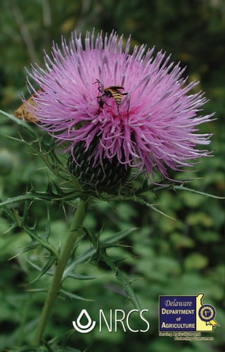 Delaware Native Plants for Native Bees