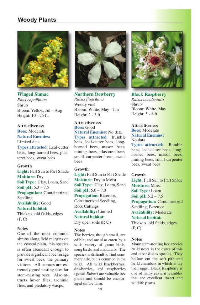 Delaware Native Plants for Native Bees