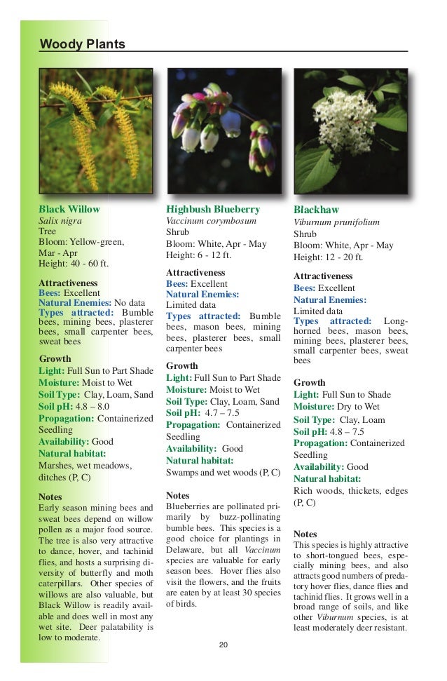 Delaware Native Plants For Native Bees