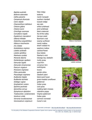 Baptisia australis                           false indigo
     Boltonia asteroides                          boltonia
     Caltha palustris                             marsh marigold
     Campanula divaricata                         southern harebell
     Carex stipata                                tussock sedge
     Chasmanthium latifolium                      sea oats
     Chelone glabra                               white turtlehead
     Chelone lyonii                               pink turtlehead
     Cimicifuga racemosa                          black snakeroot
     Convallaria majalis                          lily-of-the-valley
     Eupatorium maculatum                         Joe-pye weed
     Gillenia trifoliate                          Bowman’s root
     Helianthus angulstifolius                    swamp sunflower                                               Hibiscus moscheutos
     Hibiscus moscheutos                          marsh mallow
     Iris cristata                                dwarf crested iris
     Kosteletskya virginica                       seashore mallow
     Lobelia cardinalis                           cardinal flower
     Lobelia siphilitica                          blue lobelia
     Meehania cordata                             Meehan’s mint
     Monarda didyma                               Oswego tea, beebalm
     Muhlenbergia capillaris                      muhly grass
     Osmunda regalis                              royal fern                                                        Lobelia cardinalis

     Osmunda cinnamomea                           cinnamon fern
     Panicum virgatum                             switchgrass
     Persicaria virginiana                        tovara
     Phlox paniculata                             garden phlox
     Physostegia virginiana                       obedient plant
     Rudbeckia fulgida                            black-eyed Susan
     Rudbeckia laciniata                          green-headed coneflower
     Solidago rugosa                              goldenrod
     Sorghastram nutans                           Indian grass
     Spartina pectinata                           cord grass
     Spiranthes cernua                            nodding lady’s tresses
     Stylophorum diphyllum                        celandine poppy
     Tradescantia x andersoniana                  Virginia spiderwort
     Veratrum viride                              Indian poke
     Vernonia noveboracensis                      common ironweed                                            Vernonia noveboracensis
     Veronicastrum virginicum                     Culver’s root


                                                  Sustainable Landscapes – http://ag.udel.edu/udbg/sl – http://ag.udel.edu/extension
_________________________________________________________________________________________________________
 It is the policy of the Delaware Cooperative Extension System that no person shall be subjected to discrimination on the grounds of
                                                                                   race, color, sex, disability, age, or national origin.
 