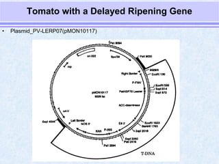 Delayed ripening by anurag patel 2889[svpua&t meerut] | PPT