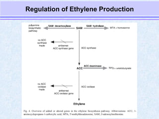 Delayed ripening by anurag patel 2889[svpua&t meerut] | PPT
