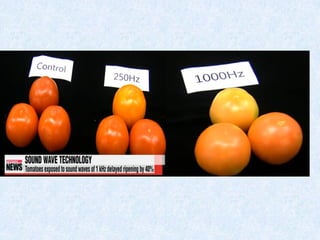 Delayed ripening by anurag patel 2889[svpua&t meerut] | PPT