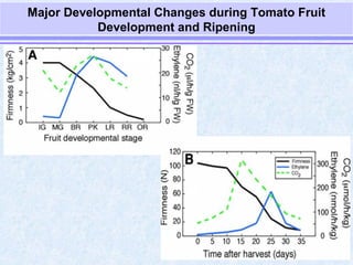 Delayed ripening by anurag patel 2889[svpua&t meerut] | PPT