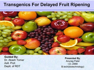 Transgenics For Delayed Fruit Ripening
Presented By;
Anurag Patel
I.D.-2889
B.tech(biotechnology)
Guided By;
Dr. Akash Tomar
Astt. Prof.
Deptt. of RDT
 