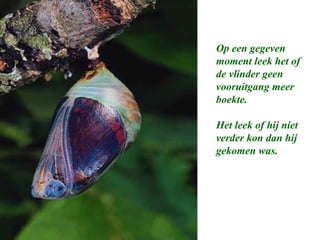 Op een gegeven
moment leek het of
de vlinder geen
vooruitgang meer
boekte.
Het leek of hij niet
verder kon dan hij
gekomen was.
 