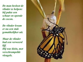 De man besloot de
vlinder te helpen:
hij pakte een
schaar en opende
de cocon.
De vlinder kwam
er nu een stuk
gemakkelijker uit.
Maar de vlinder
had een verweerd
lijf.
Hij was klein, met
verschrompelde
vleugels.
 