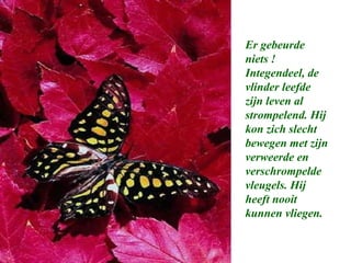 Er gebeurde
niets !
Integendeel, de
vlinder leefde
zijn leven al
strompelend. Hij
kon zich slecht
bewegen met zijn
verweerde en
verschrompelde
vleugels. Hij
heeft nooit
kunnen vliegen.
 