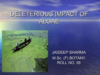 DELETERIOUS IMPACT OFDELETERIOUS IMPACT OF
ALGAEALGAE
JAIDEEP SHARMAJAIDEEP SHARMA
M.Sc. (F) BOTANYM.Sc. (F) BOTANY
ROLL NO. 56ROLL NO. 56
 