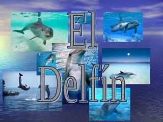 El Delfín 