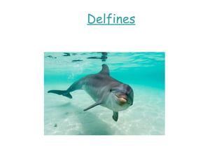Delfines 