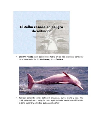 • El delfín rosado es un cetáceo que habita en los ríos, lagunas y pantanos
de la cuenca alta del río Amazonas y el río Orinoco.
• Tambien conocido como: Delfín del amazonas, bufeo, tonina y boto. Su
color varía de rosado y marrón claro a gris azulado, siendo más oscuro en
la parte superior y a medida que pasan los años
 