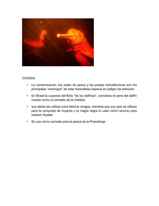 CAUSAS
• La contaminación, las redes de pesca y las presas hidroeléctricas son los
principales “enemigos” de esta maravillosa especie en peligro de extinción
• En Brasil la Leyenda del Boto "de los delfines", considera el pene del delfín
rosado como un amuleto de la virilidad.
• sus aletas las utilizan para fabricar drogas, mientras que sus ojos se utilizan
para la conquista de mujeres y la magia negra lo usan como recurso para
realizar rituales
• Su uso como carnada para la pesca de la Piracatinga