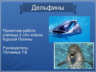 Дельфины 
Проектная работа 
ученицы 2 «А» класса 
Курской Полины 
Руководитель: 
Поливара Т.В. 
 