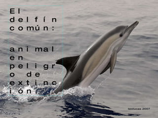 El delfín común: animal en peligro de extinción. 