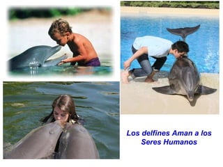 Los delfines Aman a los Seres Humanos 