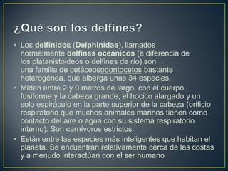 • Los delfínidos (Delphinidae), llamados
normalmente delfines oceánicos (a diferencia de
los platanistoideos o delfines de río) son
una familia de cetáceosodontocetos bastante
heterogénea, que alberga unas 34 especies.
• Miden entre 2 y 9 metros de largo, con el cuerpo
fusiforme y la cabeza grande, el hocico alargado y un
solo espiráculo en la parte superior de la cabeza (orificio
respiratorio que muchos animales marinos tienen como
contacto del aire o agua con su sistema respiratorio
interno). Son carnívoros estrictos.
• Están entre las especies más inteligentes que habitan el
planeta. Se encuentran relativamente cerca de las costas
y a menudo interactúan con el ser humano