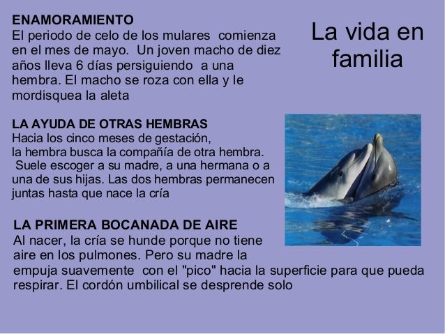 Delfines