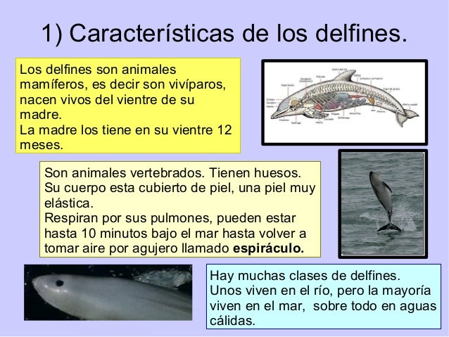 Delfines