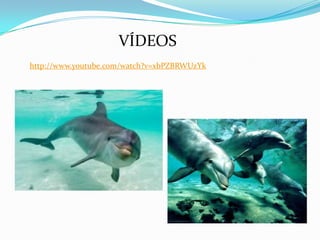 VÍDEOS
http://www.youtube.com/watch?v=xbPZBRWUzYk

 