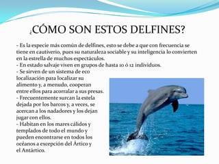 CÓMO SON ESTOS DELFINES?

¿

- Es la especie más común de delfines, esto se debe a que con frecuencia se
tiene en cautiverio, pues su naturaleza sociable y su inteligencia lo convierten
en la estrella de muchos espectáculos.
- En estado salvaje viven en grupos de hasta 10 ó 12 individuos.
- Se sirven de un sistema de eco
localización para localizar su
alimento y, a menudo, cooperan
entre ellos para acorralar a sus presas.
- Frecuentemente surcan la estela
dejada por los barcos y, a veces, se
acercan a los nadadores y los dejan
jugar con ellos.
- Habitan en los mares cálidos y
templados de todo el mundo y
pueden encontrarse en todos los
océanos a excepción del Ártico y
el Antártico.

 