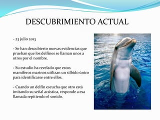 DESCUBRIMIENTO ACTUAL
- 23 julio 2013
- Se han descubierto nuevas evidencias que
prueban que los delfines se llaman unos a
otros por el nombre.
- Su estudio ha revelado que estos
mamíferos marinos utilizan un silbido único
para identificarse entre ellos.
- Cuando un delfín escucha que otro está
imitando su señal acústica, responde a esa
llamada repitiendo el sonido.

 