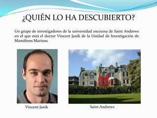 ¿QUIÉN LO HA DESCUBIERTO?
Un grupo de investigadores de la universidad escocesa de Saint Andrews
en el que está el doctor Vincent Janik de la Unidad de Investigación de
Mamíferos Marinos.

Vincent Janik

Saint Andrews

 