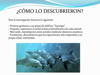 ¿CÓMO LO DESCUBRIERON?
Para la investigación hicieron lo siguiente:
- Primero grabaron a un grupo de delfines “Tursiops”.
- Después, capturaron la señal acústica identificativa de cada animal.
- Más tarde, reprodujeron estos sonidos mediante altavoces acuáticos.
- Finalmente, descubrieron que los especímenes solo respondían a su
propia señal, imitándola.

 