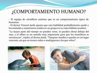 ¿COMPORTAMIENTO HUMANO?
- El equipo de científicos sostiene que es un comportamiento típico de
humanos.
- El doctor Vincent Janik apunta que esta habilidad probablemente ayude a
los animales a mantenerse unidos en un grupo en su vasto hábitat acuático.
"La mayor parte del tiempo no pueden verse, ni pueden olerse debajo del
mar, y el olfato es un sentido muy importante para que los mamíferos se
reconozcan", explica el doctor Janik, "Tampoco tienden a quedar en un lugar
concreto, así que no tienen nidos o madrigueras a las que volver".

 