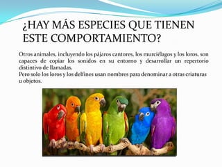 ¿HAY MÁS ESPECIES QUE TIENEN
ESTE COMPORTAMIENTO?
Otros animales, incluyendo los pájaros cantores, los murciélagos y los loros, son
capaces de copiar los sonidos en su entorno y desarrollar un repertorio
distintivo de llamadas.
Pero solo los loros y los delfines usan nombres para denominar a otras criaturas
u objetos.

 