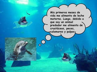 Mis primeros meses de vida me alimento de leche materna. Luego, debido a que soy un animal predador me alimento de crustáceos, peces, calamares y pulpos