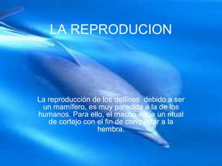 LA REPRODUCION La reproducción de los delfines debido a ser un mamífero, es muy parecida a la de los humanos. Para ello, el macho inicia un ritual de cortejo con el fin de conquistar a la hembra.