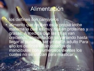 Alimentación los delfines son carnívoros alimento que reciben es la propia leche materna la cual es muy rica en proteínas y grasas. A medida que las crías van creciendo alimentación va variando hasta llegar al punto de ser un delfín adulto Para ello los delfines están dotados de mandíbulas con numerosos dientes los cuales no se utilizan para masticar.