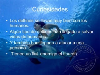 Curiosidades Los delfines se llevan muy bien con los humanos. Algún tipo de delfines han llegado a salvar vidas de humanos Y también han llegado a atacar a una persona. Tienen un fiel enemigo el tiburón