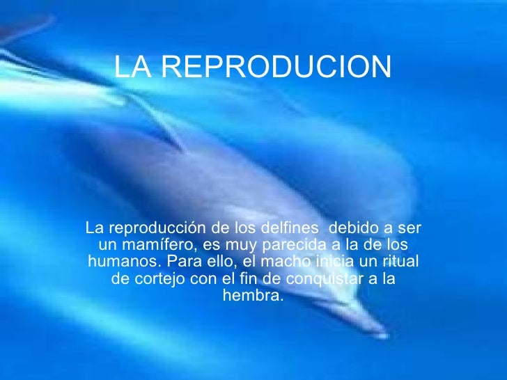 Delfin jorge