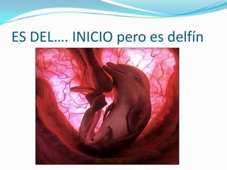 ES DEL…. INICIO pero es delfín