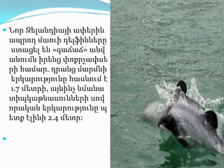  Նոր Զելանդիայի ափերին

ապրող մաուի դելֆինները
ստացել են «գաճաճ» անվ
անումն իրենց փոքրչափսե
րի համար. դրանց մարմնի
երկարությունը հասնում է
1.7 մետրի, այնինչ նմանա
տիպկաթնասունների սով
որական երկարությունը պ
ետք էլինի 2.4 մետր:


 