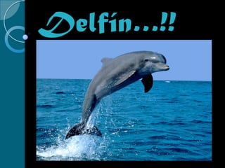 Delfín…!! 