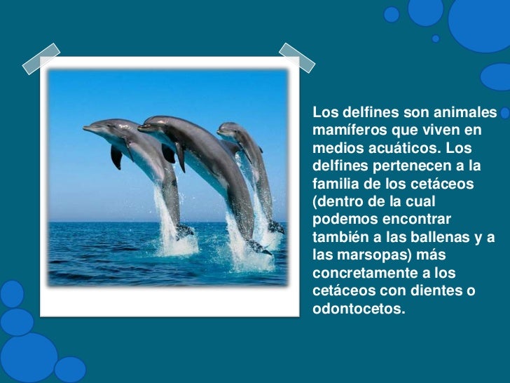 Etapas Del Delfin