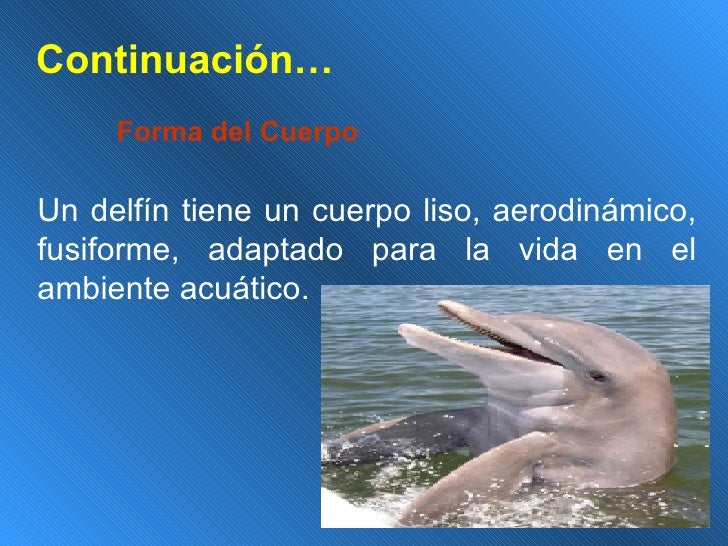 DelfíNes DelfíNes