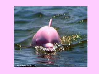 Delfín rosado