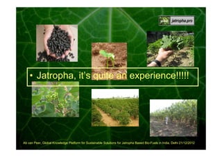 00:00:20

• Jatropha, it’s quite an experience!!!!!

Ab van Peer, Global Knowledge Platform for Sustainable Solutions for Jatropha Based Bio-Fuels in India, Delhi 21/12/2012

 