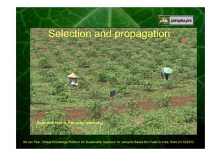 Selection and propagation

Selection field in Pakuwan, Indonesia

Ab van Peer, Global Knowledge Platform for Sustainable Solutions for Jatropha Based Bio-Fuels in India, Delhi 21/12/2012

 