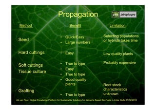 Propagation
Benefit

Method

Limitation

Seed

• Quick/Easy
• Large numbers

Selecting populations
or hybrids takes time

Hard cuttings

• Easy

Low quality plants

Soft cuttings
Tissue culture

•
•
•
•

Probably expensive

True to type
Easy
True to type
Good quality
plants

Grafting
• True to type

Root stock
characteristics
unknown

Ab van Peer, Global Knowledge Platform for Sustainable Solutions for Jatropha Based Bio-Fuels in India, Delhi 21/12/2012

 
