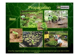 Propagation
Seed

Ab van Peer, Global Knowledge Platform for Sustainable Solutions for Jatropha Based Bio-Fuels in India, Delhi 21/12/2012
00:08:24

 