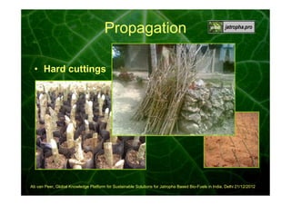 Propagation
• Hard cuttings

Ab van Peer, Global Knowledge Platform for Sustainable Solutions for Jatropha Based Bio-Fuels in India, Delhi 21/12/2012

 