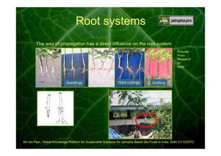 Root systems
The way of propagation has a direct influence on the root system
Pictures
From
Research
In
India

Seedlings

Hard cuttings

Grafting

Ab van Peer, Global Knowledge Platform for Sustainable Solutions for Jatropha Based Bio-Fuels in India, Delhi 21/12/2012

 