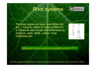 Root systems
• The total apple and pear and citrus etc.
etc… industry relies on trees grafted on
a rootstock with known characteristics to
improve: yield, taste , colour, frost
hardiness etc.

Influence of root systems on grafted scions ????

Ab van Peer, Global Knowledge Platform for Sustainable Solutions for Jatropha Based Bio-Fuels in India, Delhi 21/12/2012

 