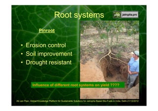 Root systems
Pinroot

• Erosion control
• Soil improvement
• Drought resistant

Influence of different root systems on yield ????

Ab van Peer, Global Knowledge Platform for Sustainable Solutions for Jatropha Based Bio-Fuels in India, Delhi 21/12/2012

 